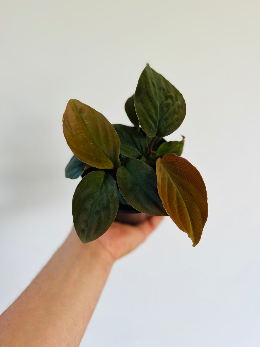 Homalomena Humilis Red Velvet - Rare Aroid - 4