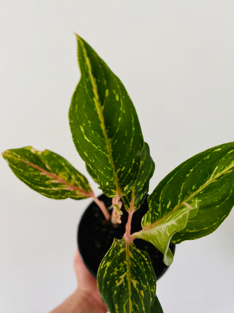 Aglaonema Melanie Joe - 6