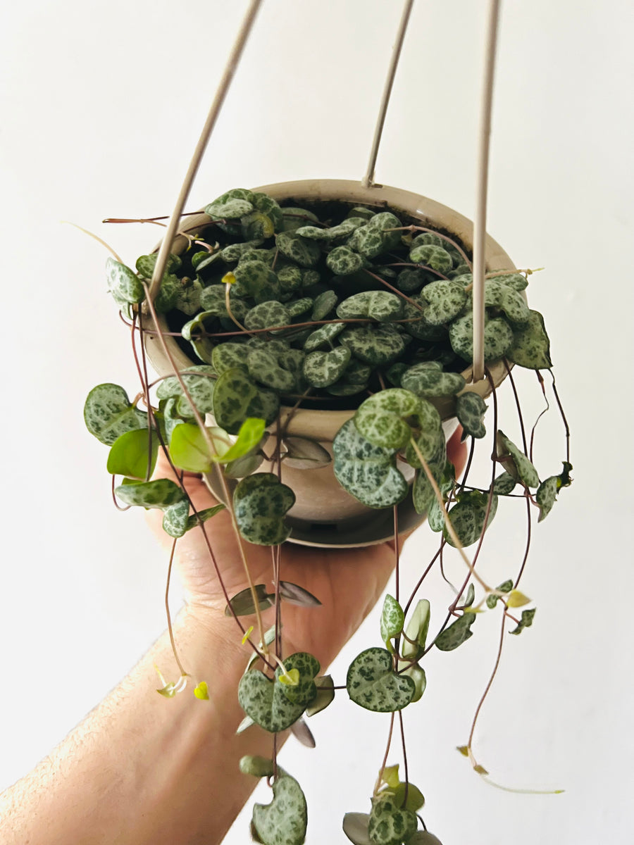 String of Hearts - Silver Glory - 4.5