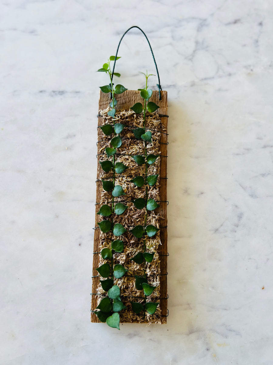 Epiphytic Dischidia Plaque - Mounted Dischidia