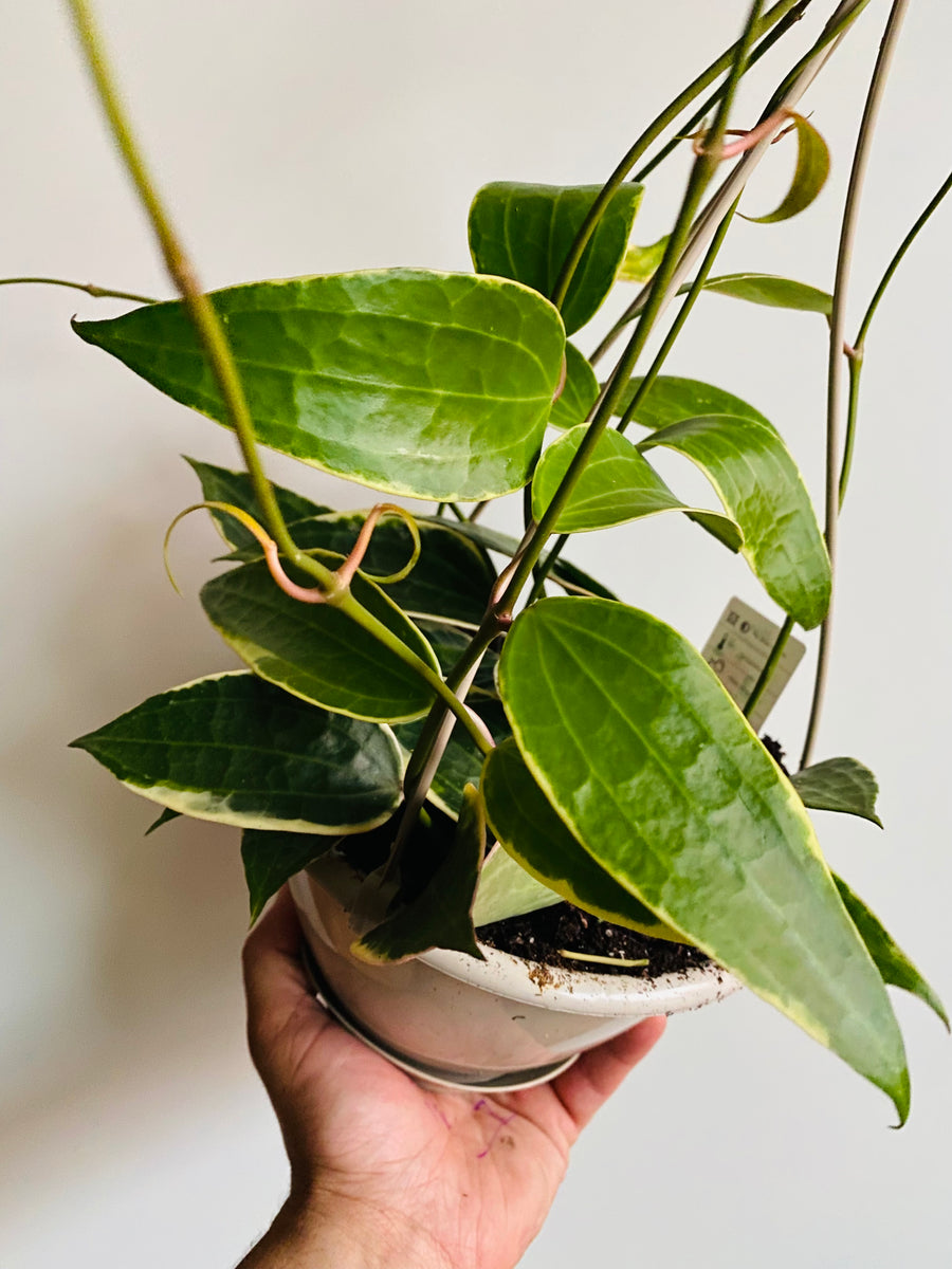 Hoya Macrophylla 