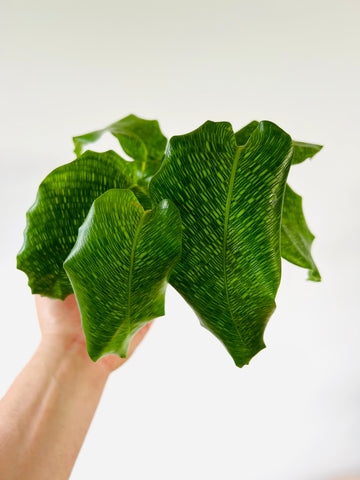 Calathea Network - Musaica Calathea - 4