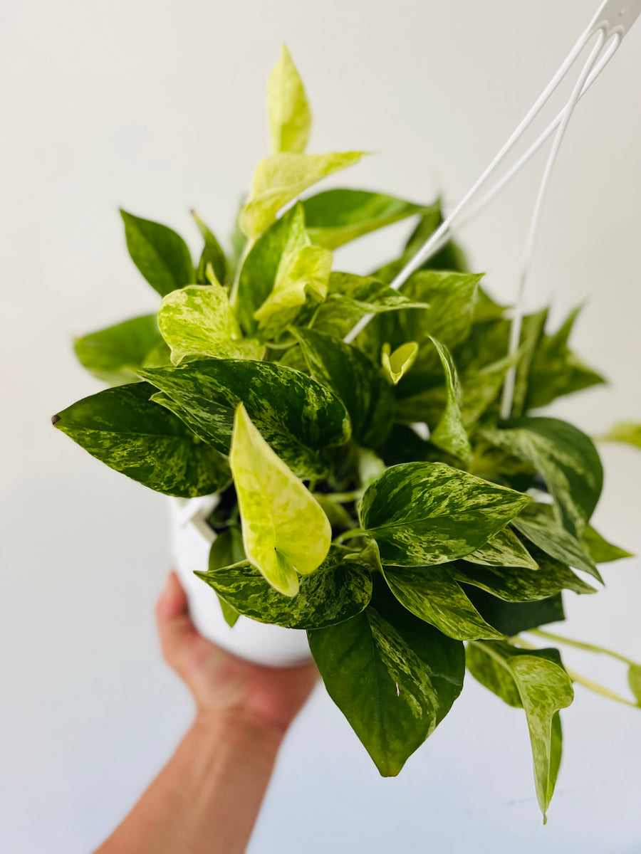 Marble Queen Pothos - Epipremnum Aureum 'Marble Queen' - 8