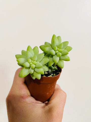 Burrito Tail - Sedum Morganianum - 2