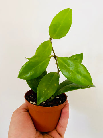 Hoya Sunrise - Rare Hoya - 3