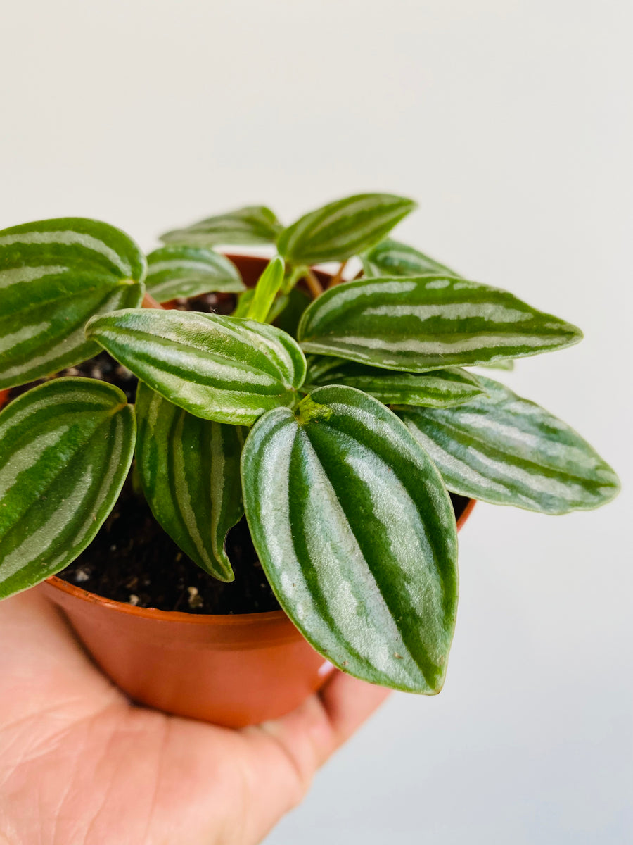 Peperomia Verschaffeltii - 4