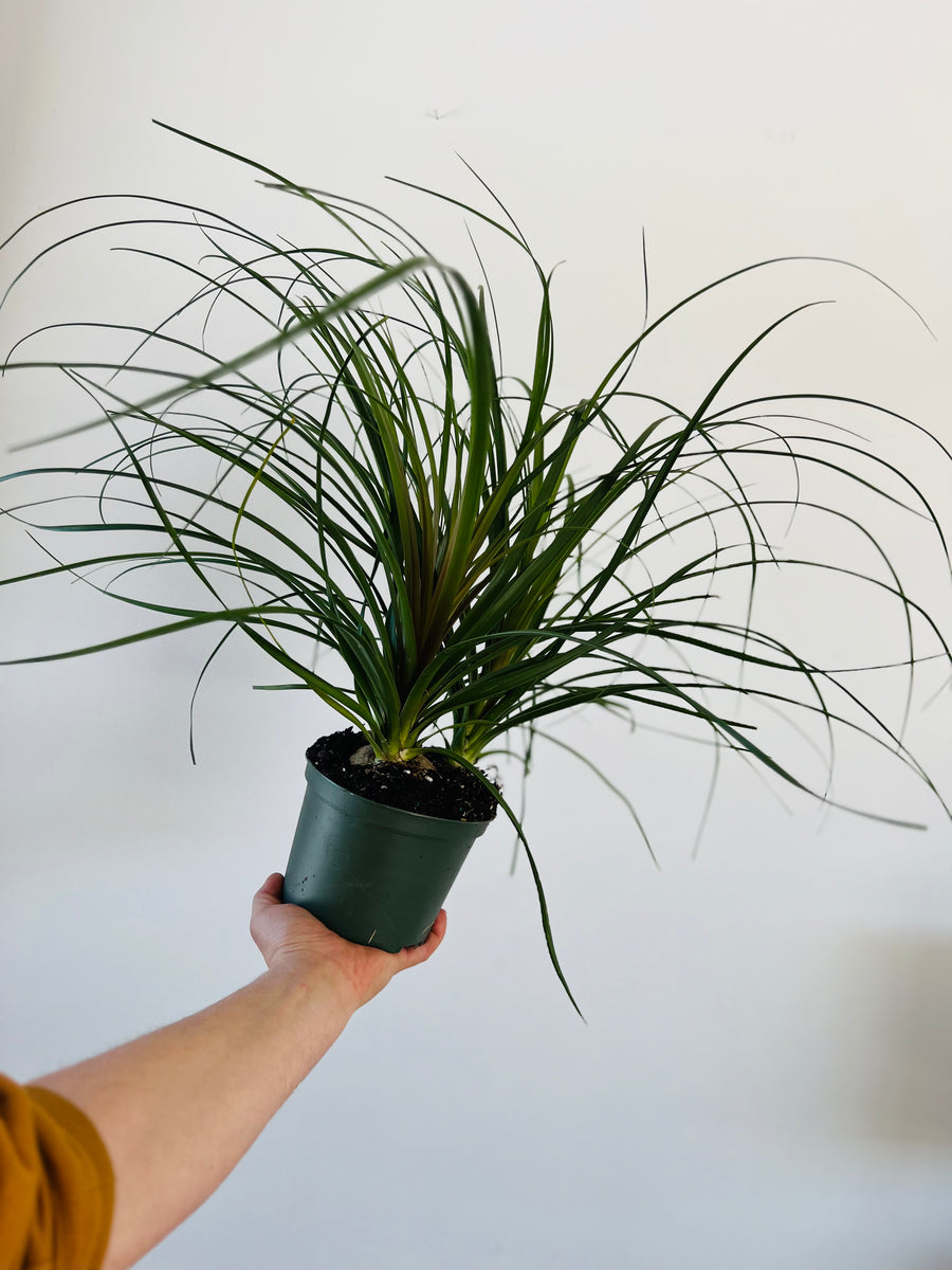 Ponytail Palm - Beaucarnea Recurvata - 6