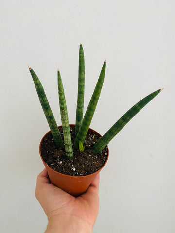 Sansevieria 'Cylindrica' - Snake Plant - 4