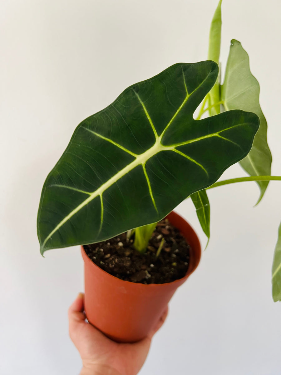 Alocasia Frydek - 6