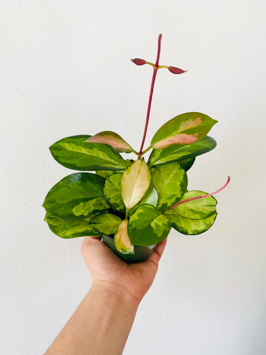 Hoya Australis ‘Lisa’ - 4