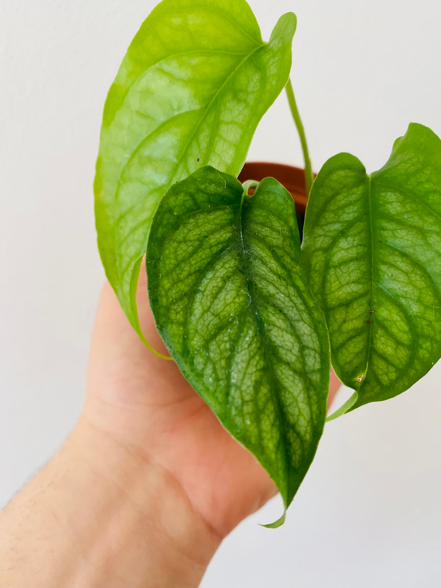 Monstera Siltepecana - 3