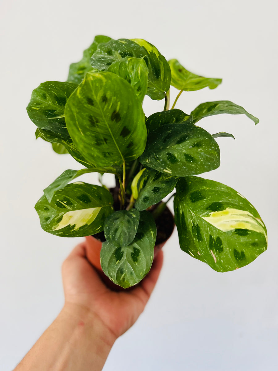 Maranta Leuconeura 'Beauty Kim' - Variegated Prayer Plant - 4