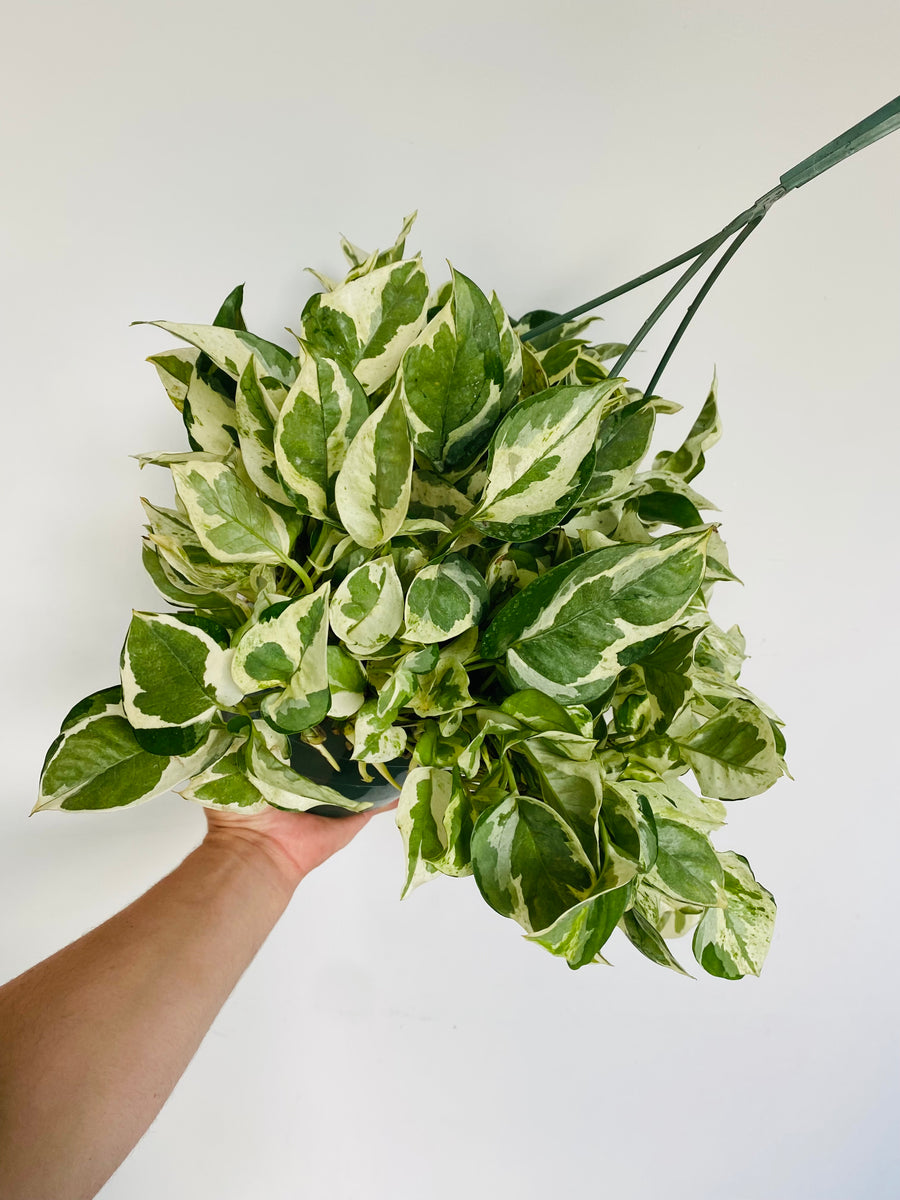 Pothos Pearls & Jade - Epipremnum Aureum 'Pearls & Jade' - 8