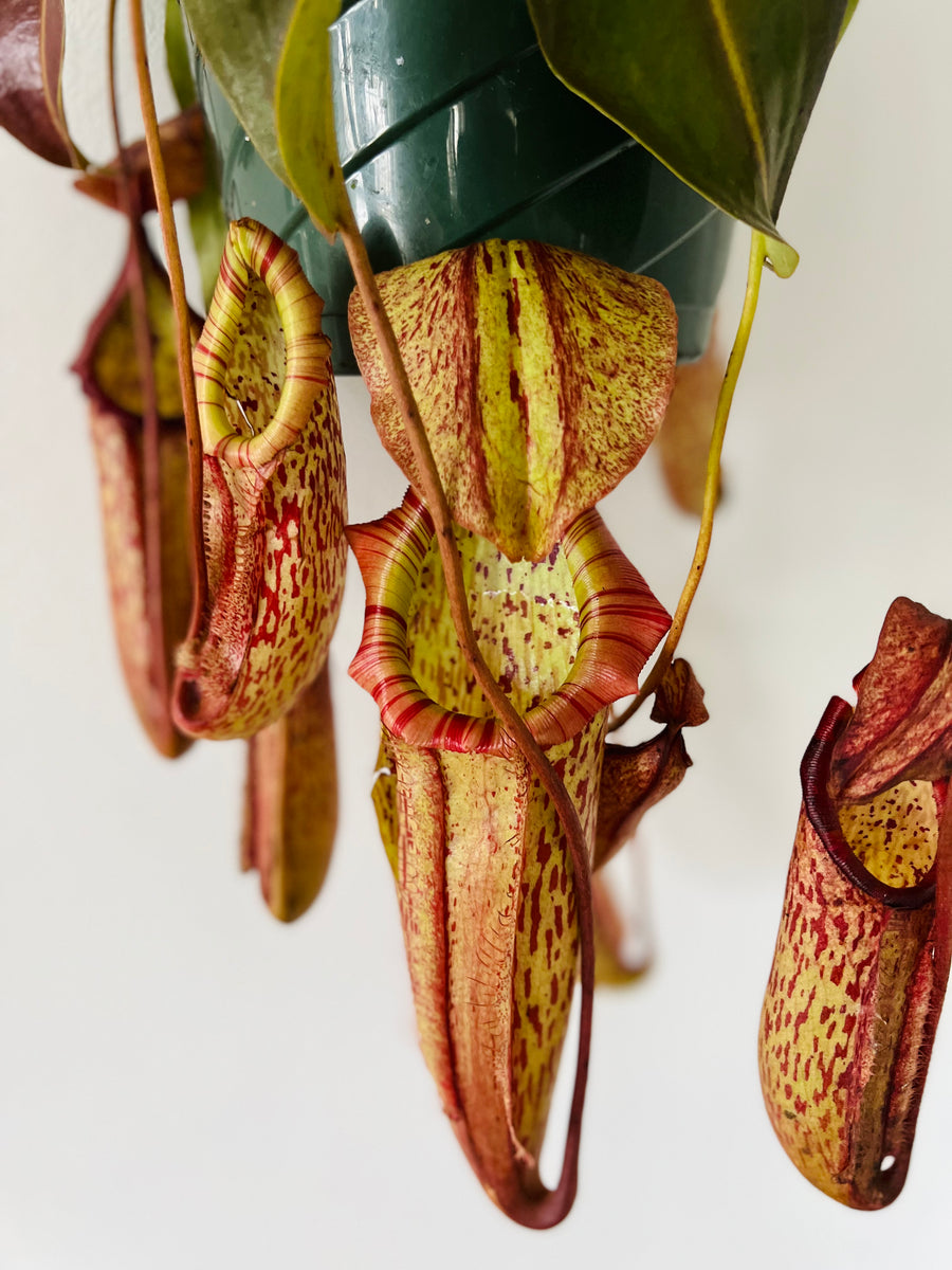 Pitcher Plant - Nepenthes 'Miranda' - 8