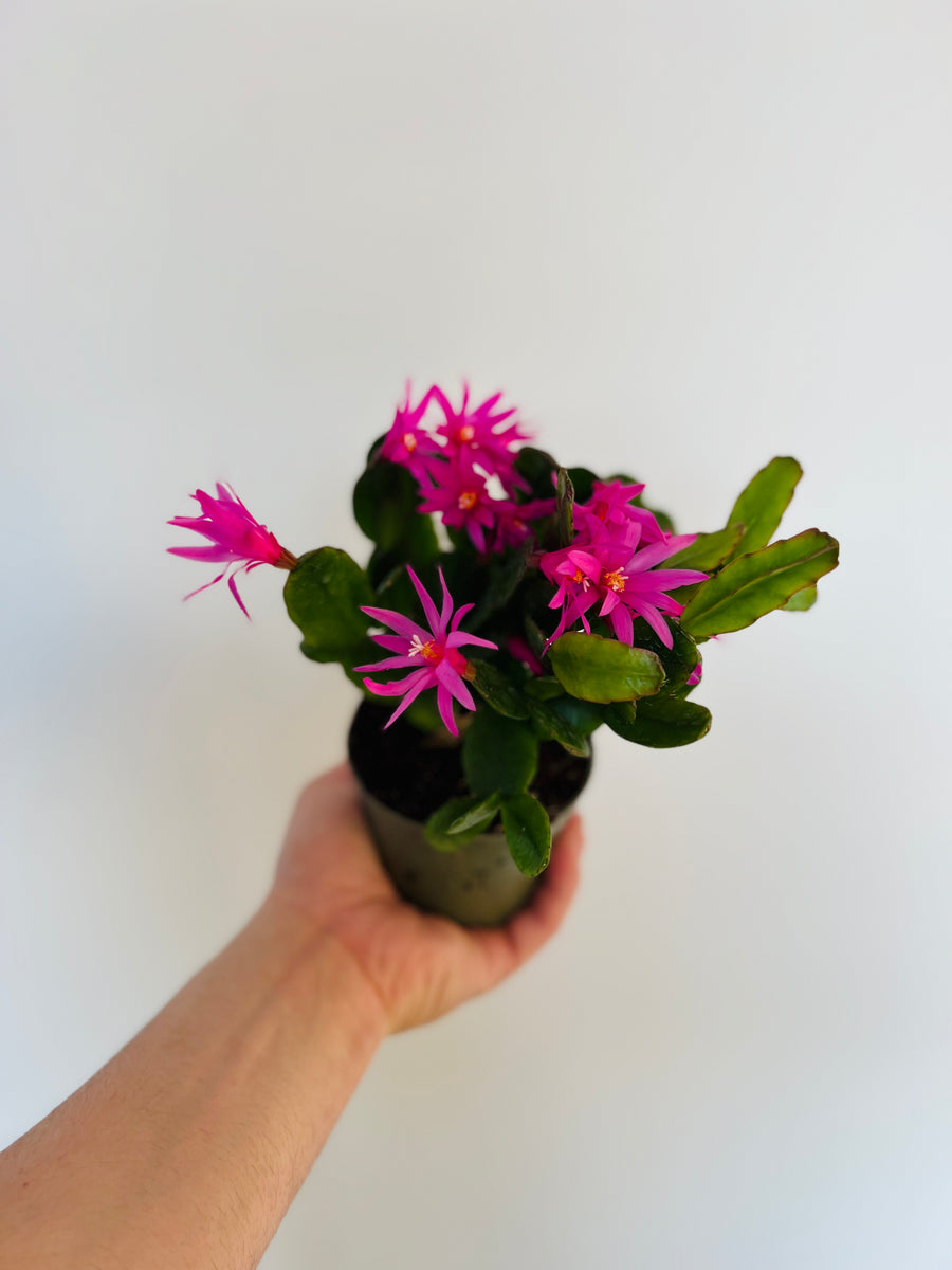 Spring Cactus - Schlumbergera Gaertneri  - 4