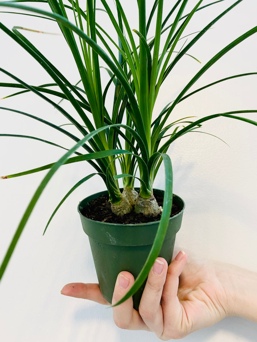 Ponytail Palm - Beaucarnea Recurvata - 4