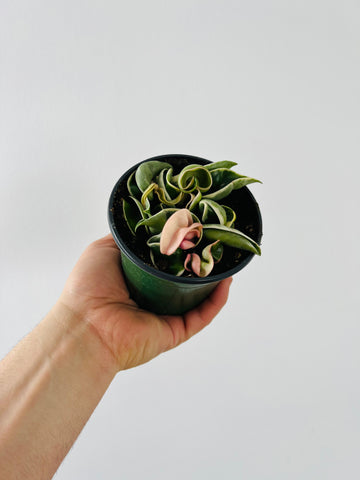 Hoya Compacta ‘Outer Variegated’ - Small Heads - 4