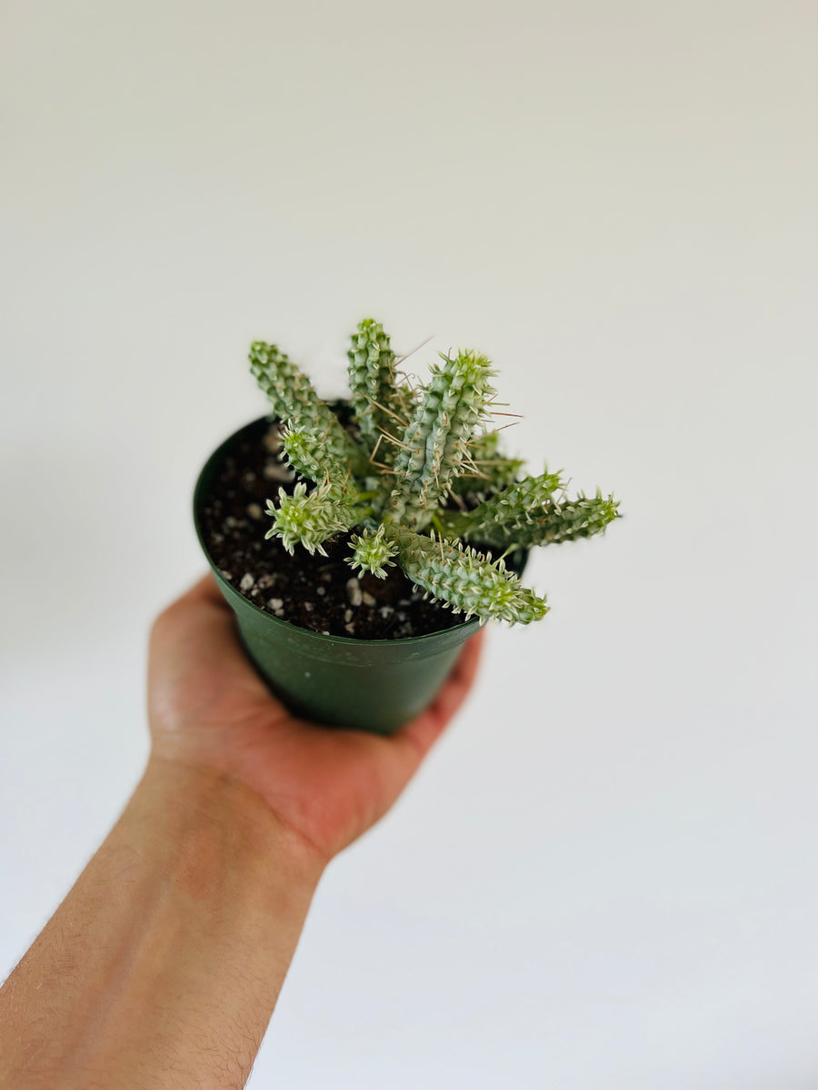 Corn on the Cob Cactus - Euphorbia Mammillaris - 4