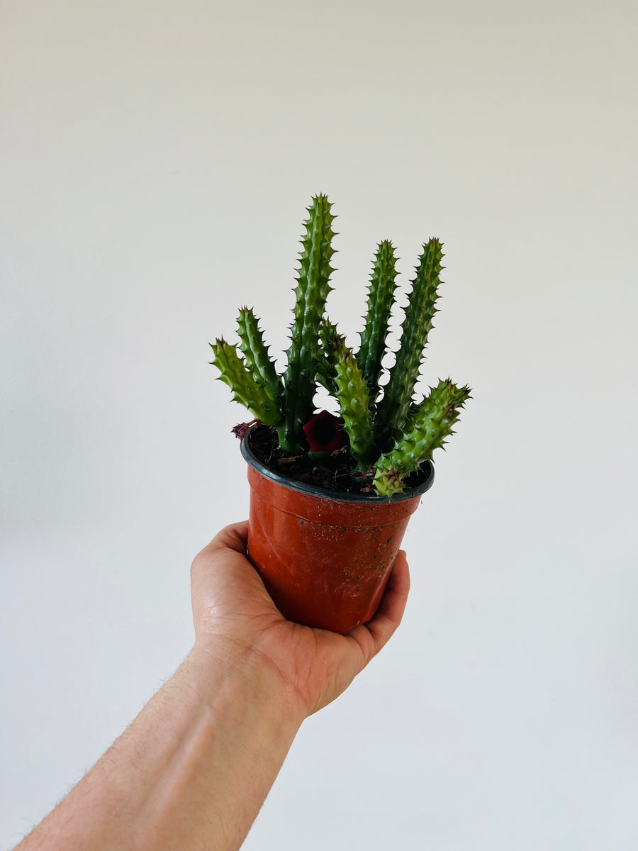Red Dragon Cactus - Huernia Scheideriana - 4