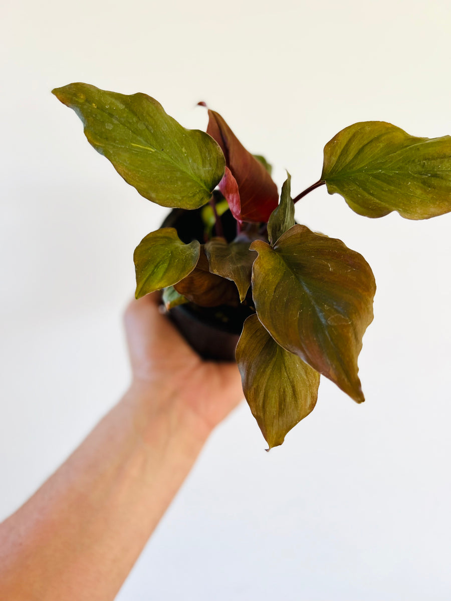 Homalomena 'Flaming Red' - 4