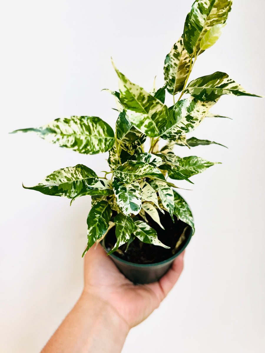 Ficus El Dorado - High Variegation - 4