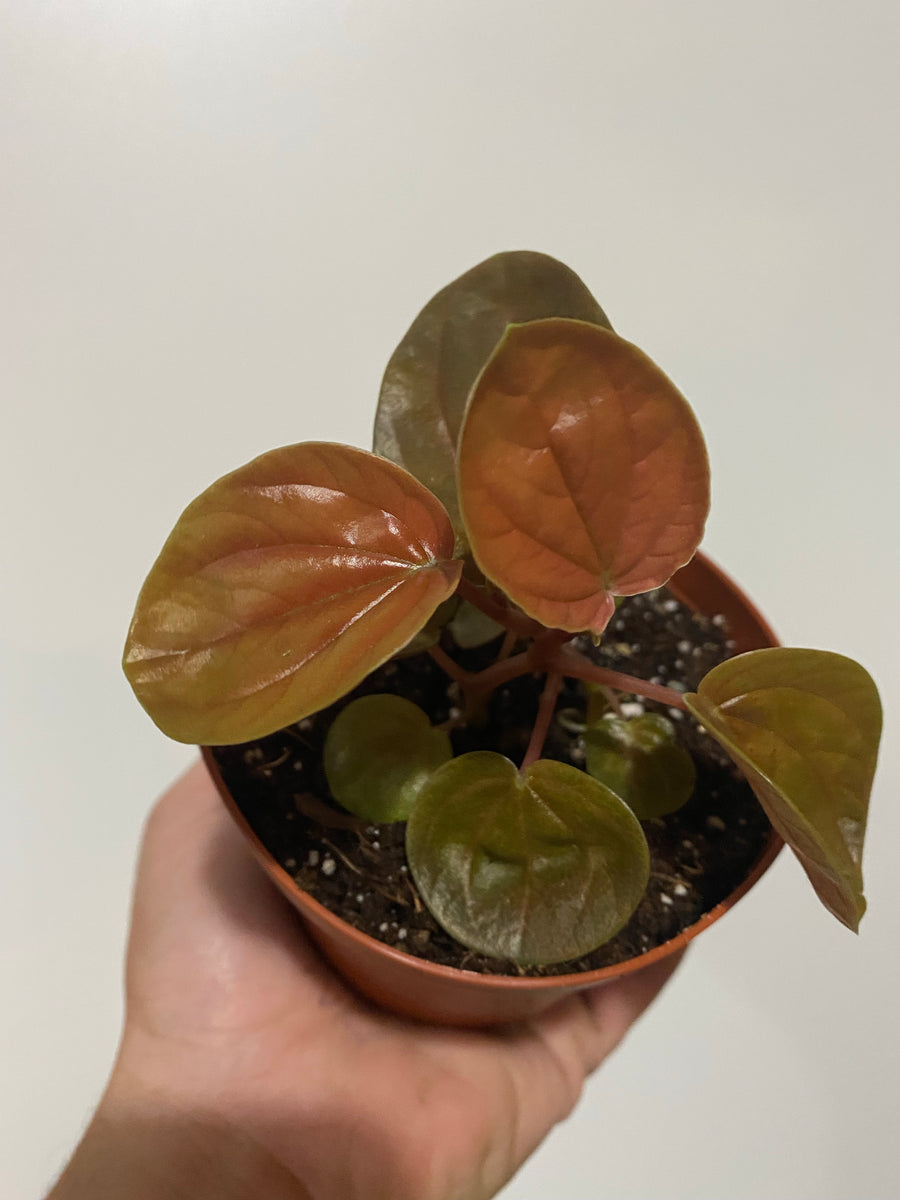 Peperomia ‘Harmony’s Great Pumpkin’ (Small) - 4