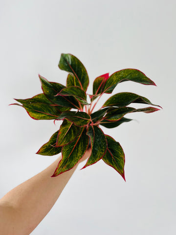 Aglaonema Firecracker - 6