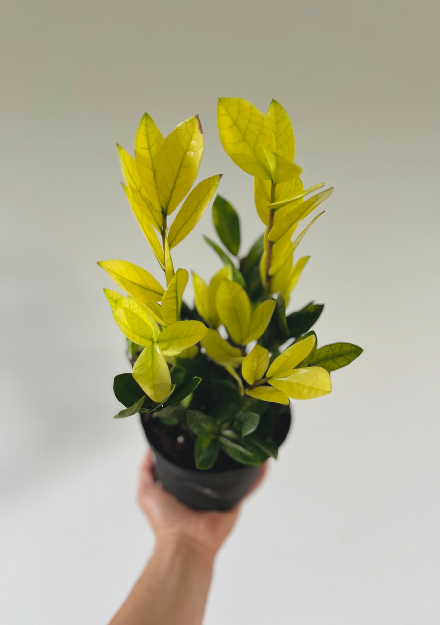zz plant safe for chameleons Chameleon ZZ - New Variety