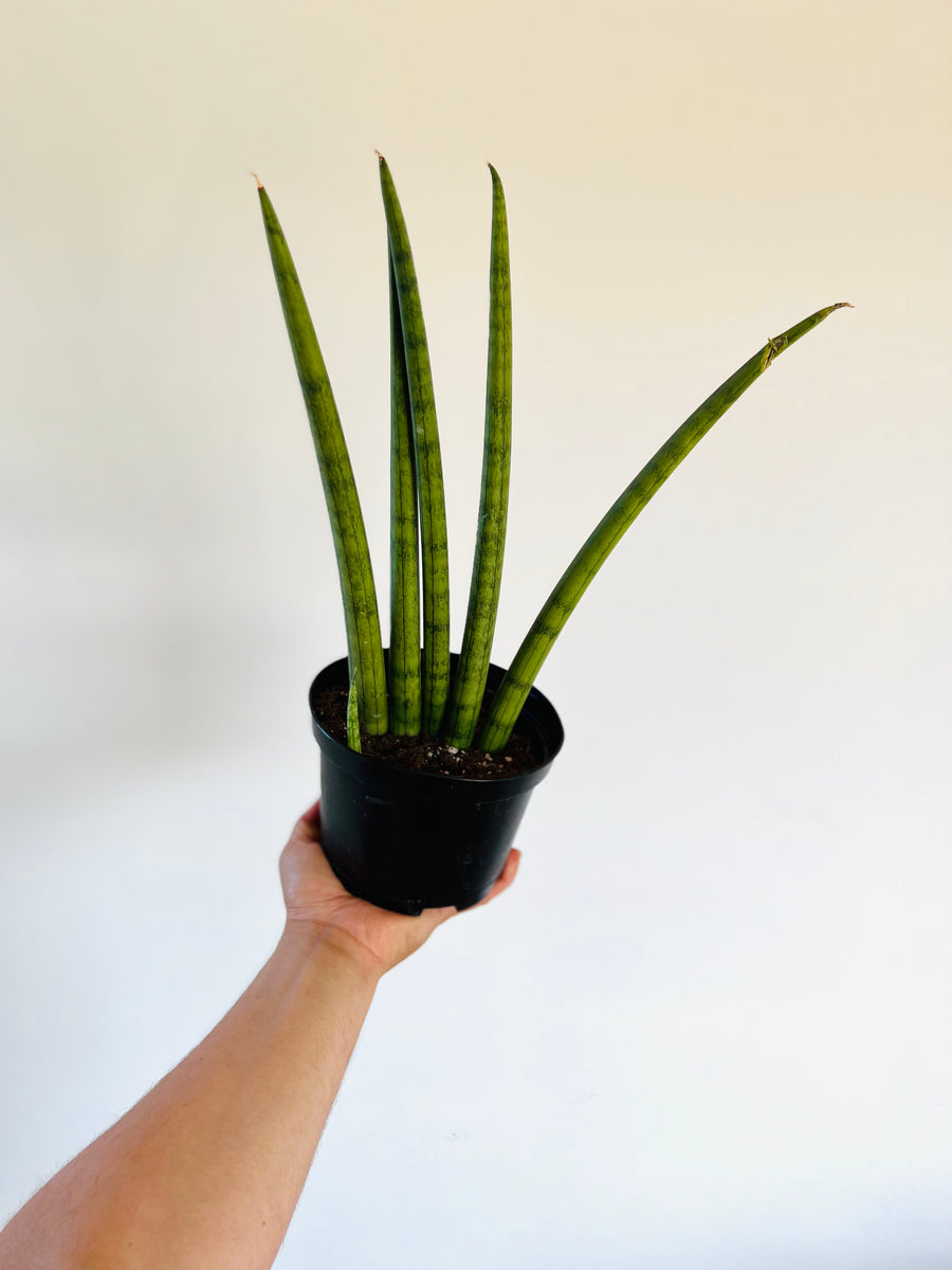 Monster Fingers Snake Plant - Sansevieria Cylindrica