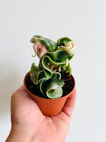 Hoya Compacta ‘Outer Variegated’ - 3