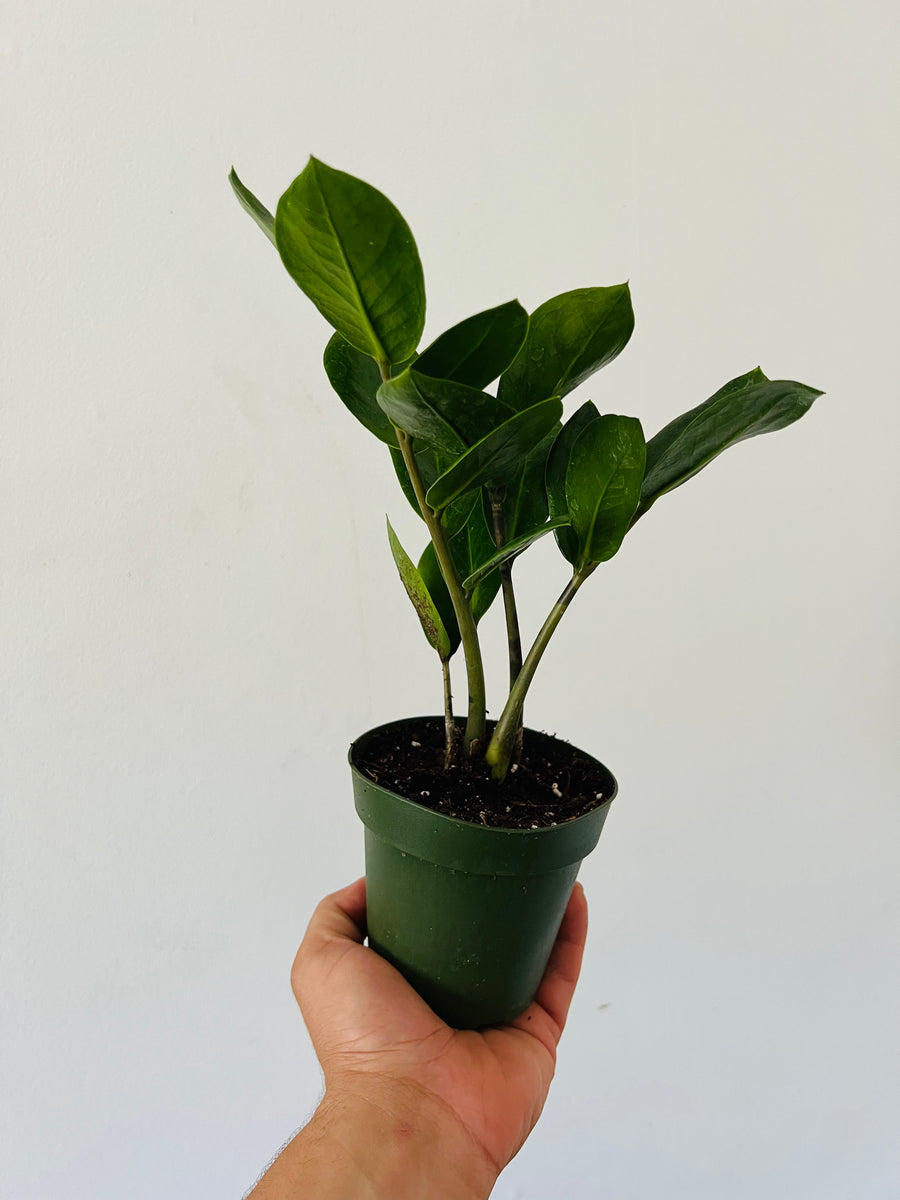 ZZ Plant - Zamioculcas Zamiifolia - 4