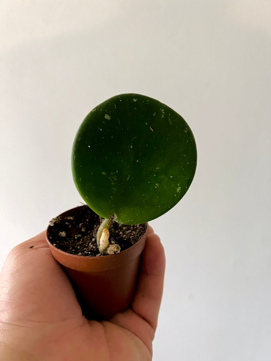 Hoya Obovata - Speckled - 2