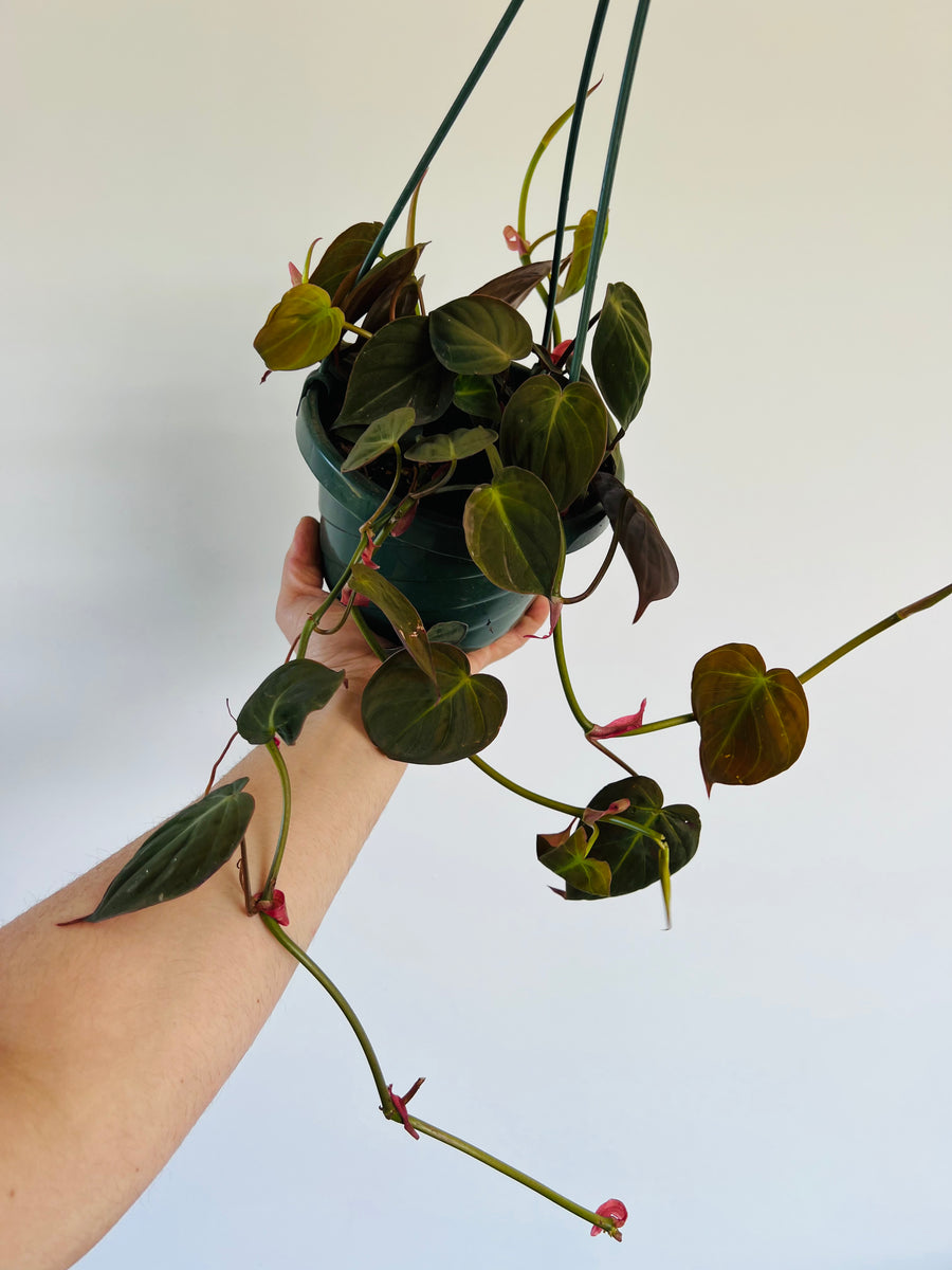 Philodendron Micans - Beginning to Vine - 6