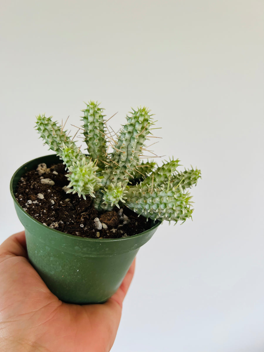 Corn on the Cob Cactus - Euphorbia Mammillaris - 4