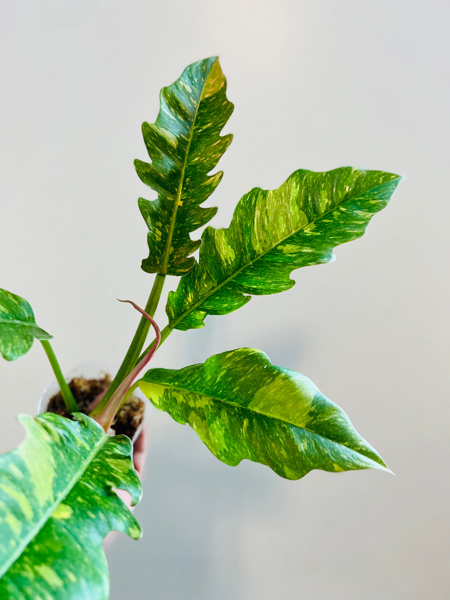 Philodendron Ring of Fire - 4