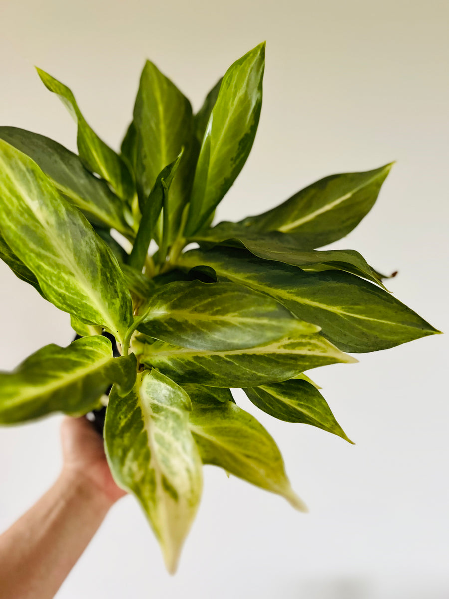 Aglaonema Phuket - 6