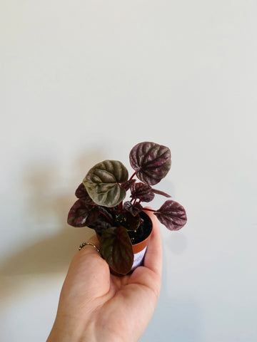 Peperomia Chocolate - 2