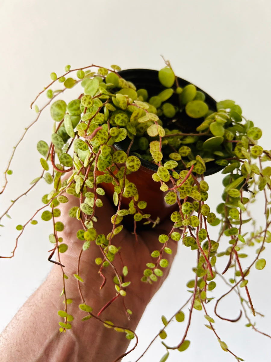 String of Turtles - Peperomia Prostrata - 4