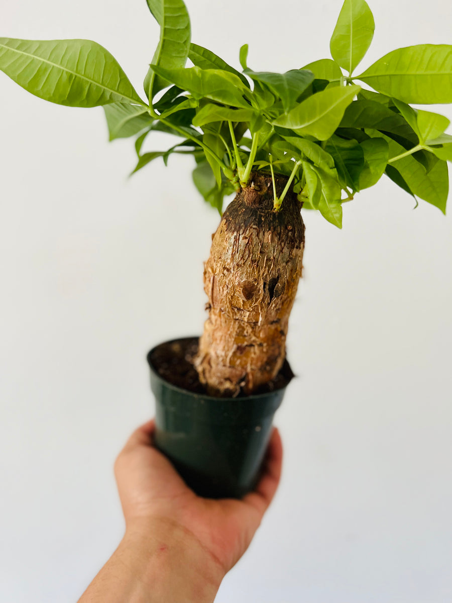 Money Tree Stump - Pachira Aquatica - 4