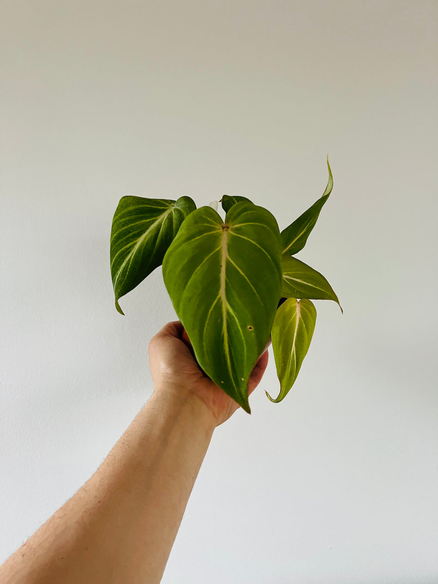 Philodendron Glorious - Melanochrysum x Gloriosum - Rare Aroid - 4