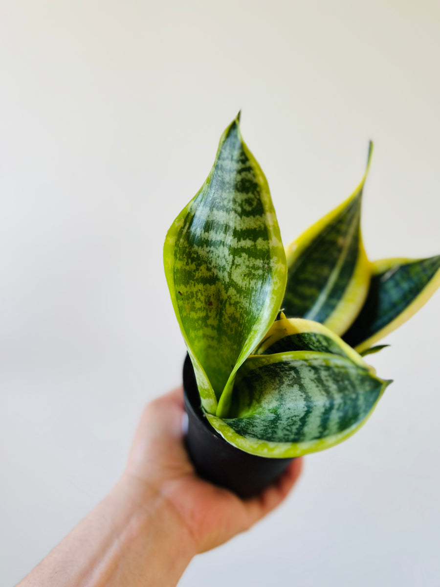 Sansevieria Superba - 4