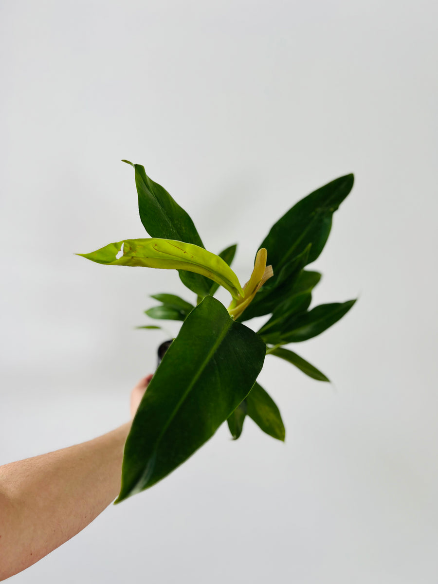 Philodendron Wendlandii - Very Large - 4