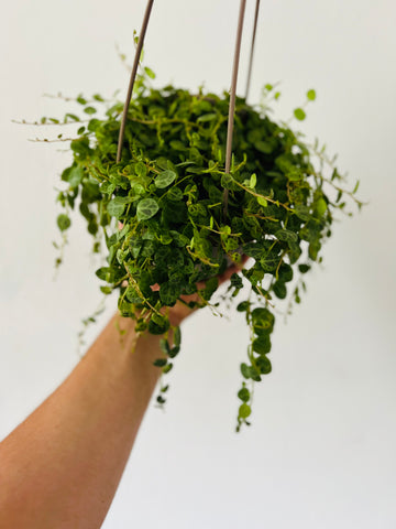 String of Turtles - Peperomia Prostrata - 6