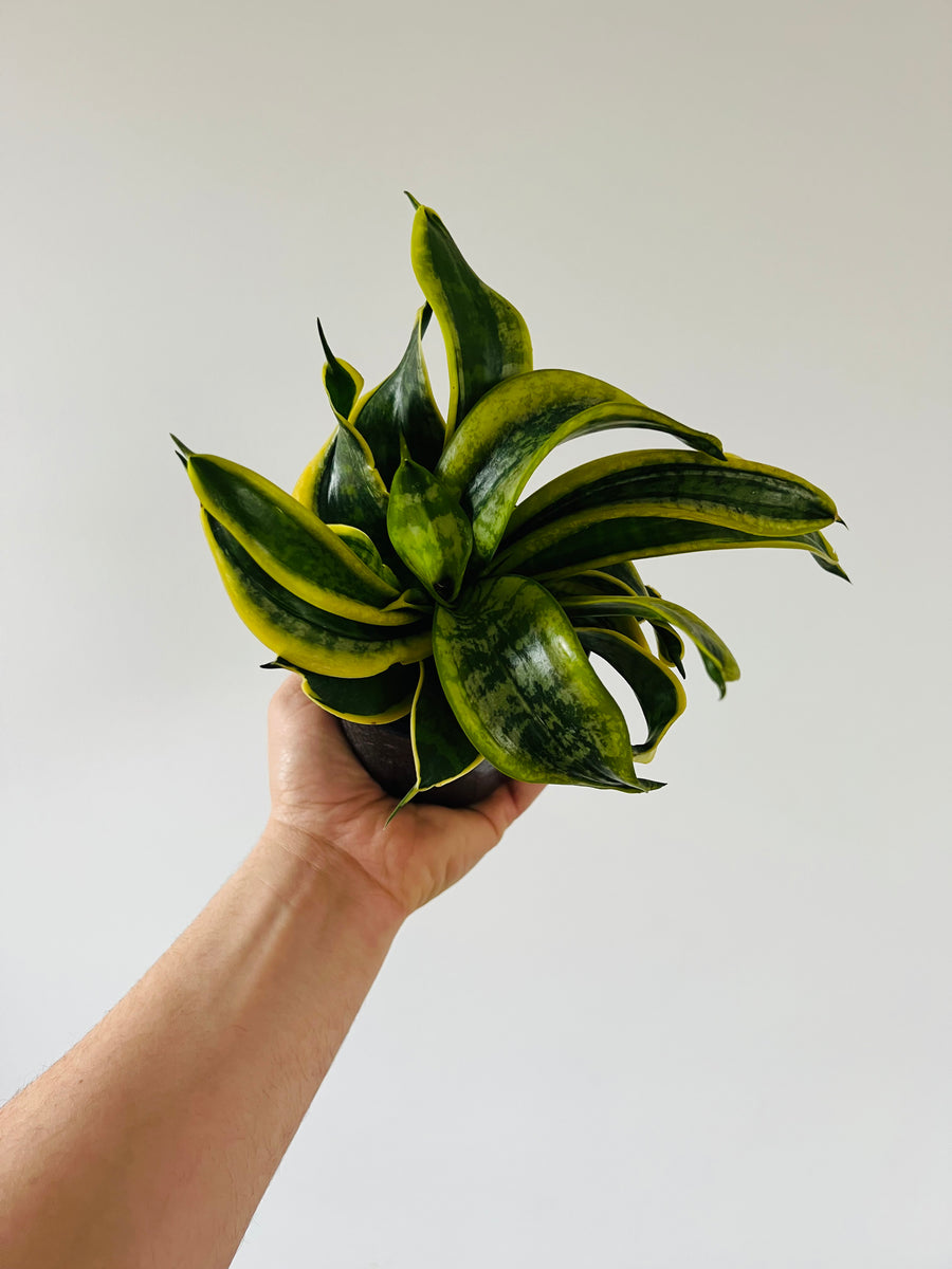 Sansevieria Twisted Sister - Hybrid Snake Plant - 4