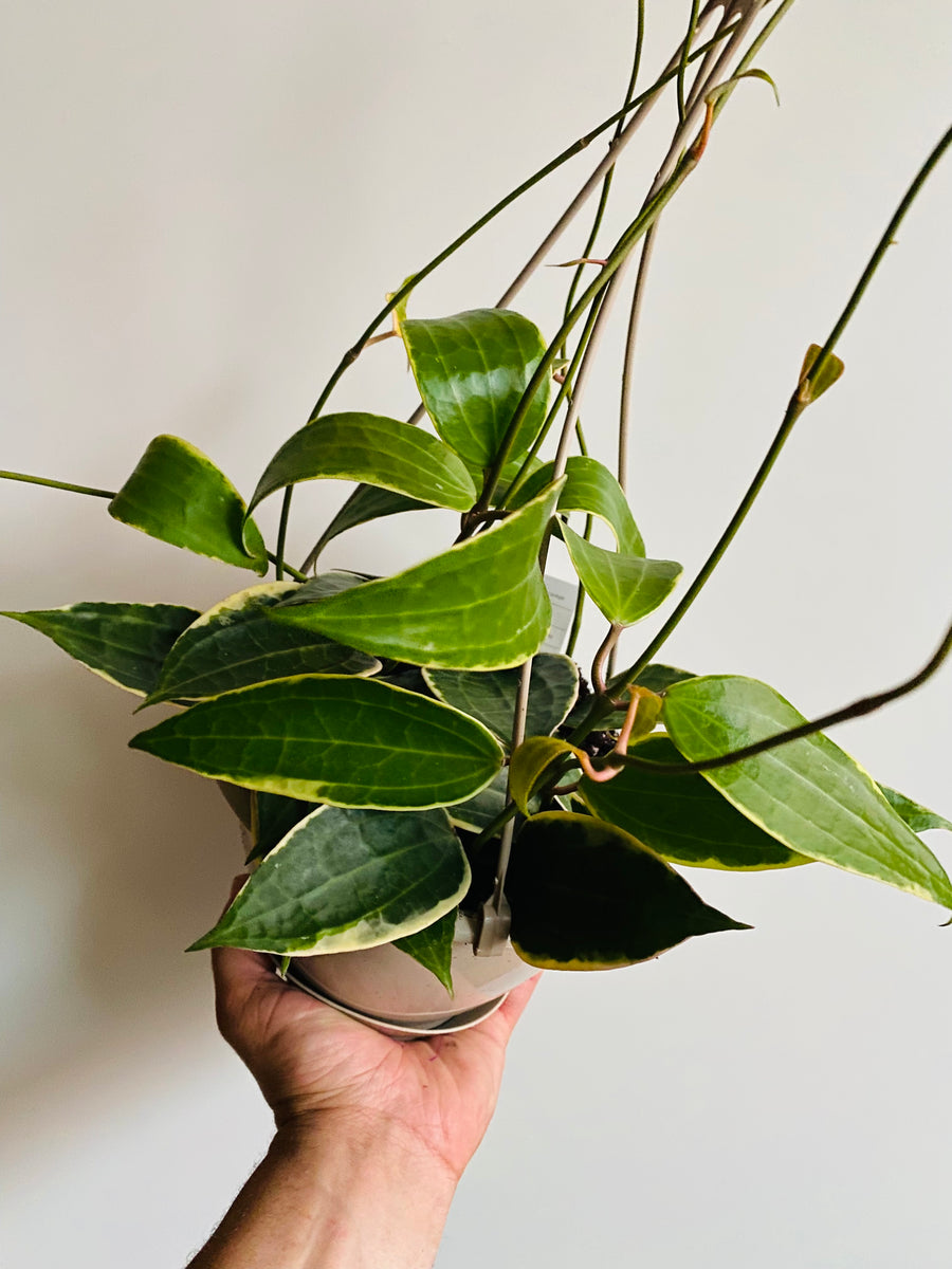 Hoya Macrophylla 