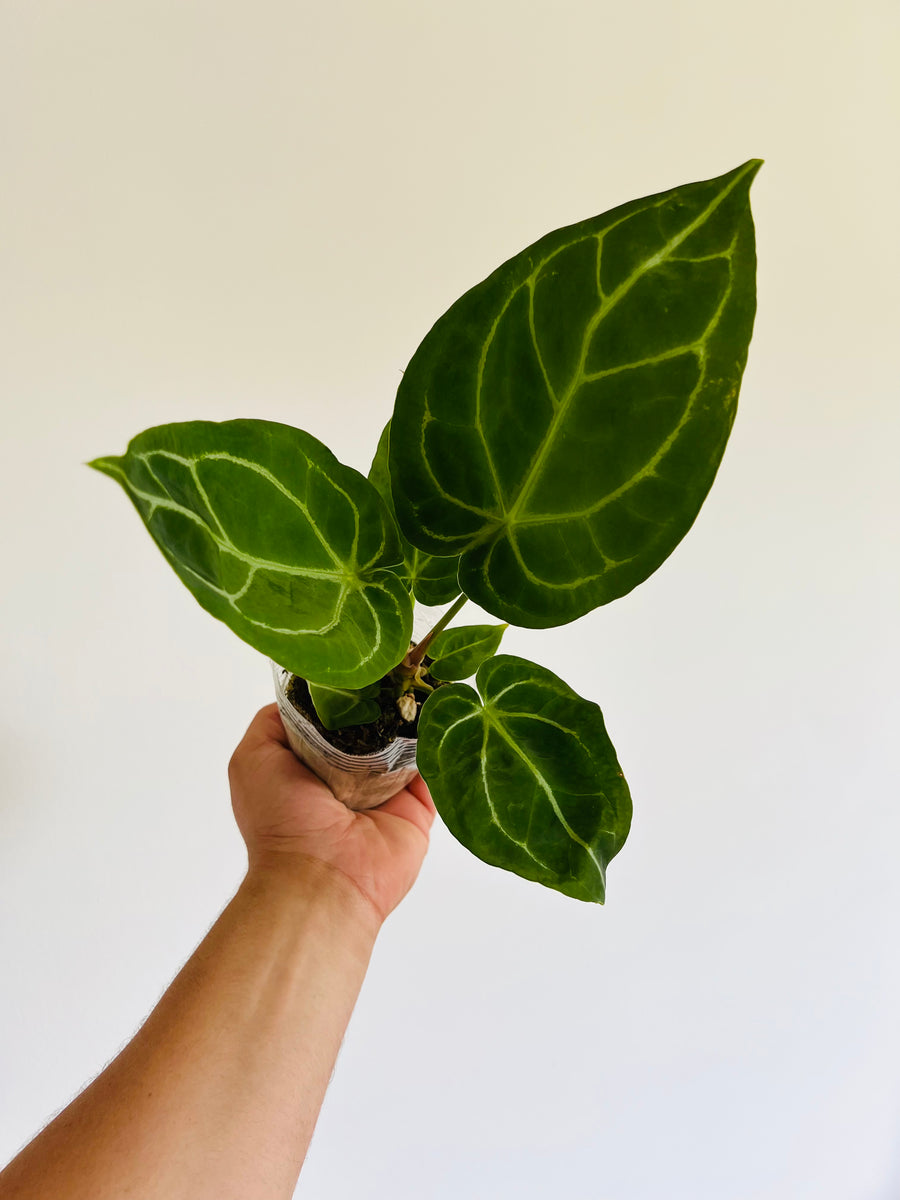 Anthurium Dorayaki