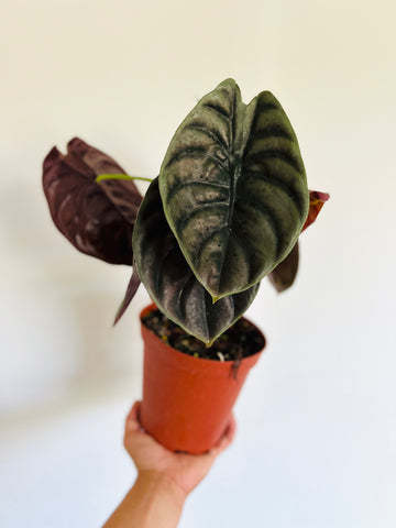 Alocasia Cuprea 'Red Secret' - Very Full - 6