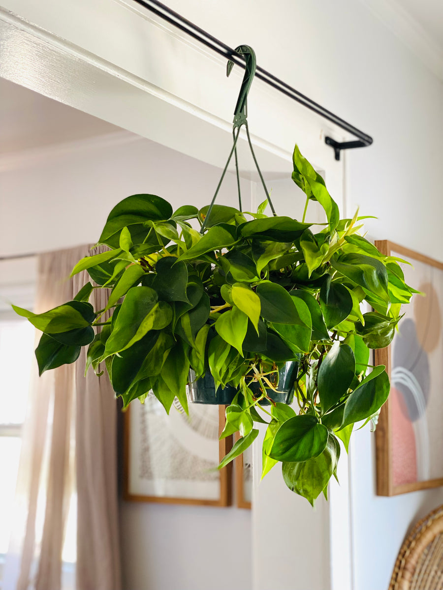 Philodendron Hederaceum 'Brasil' - 8