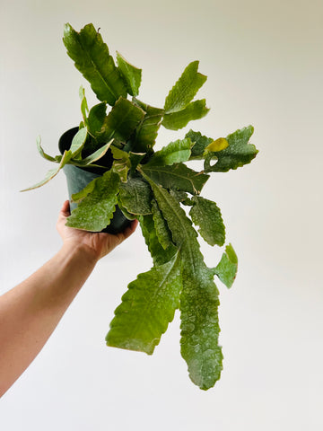 Blue Flame Cactus - Pseudorhipsalis Amazonica - 6