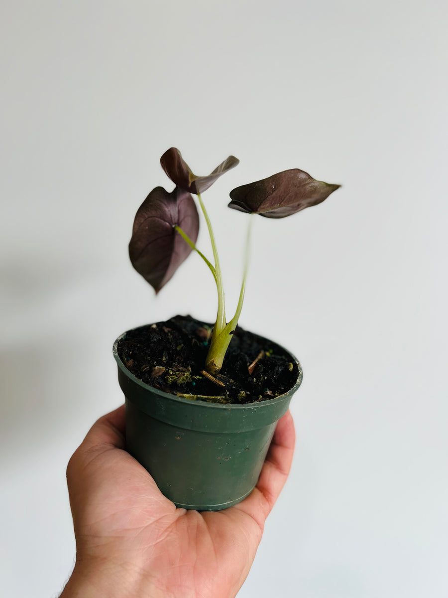 Alocasia Cuprea 'Red Secret' - Small Growth - 4